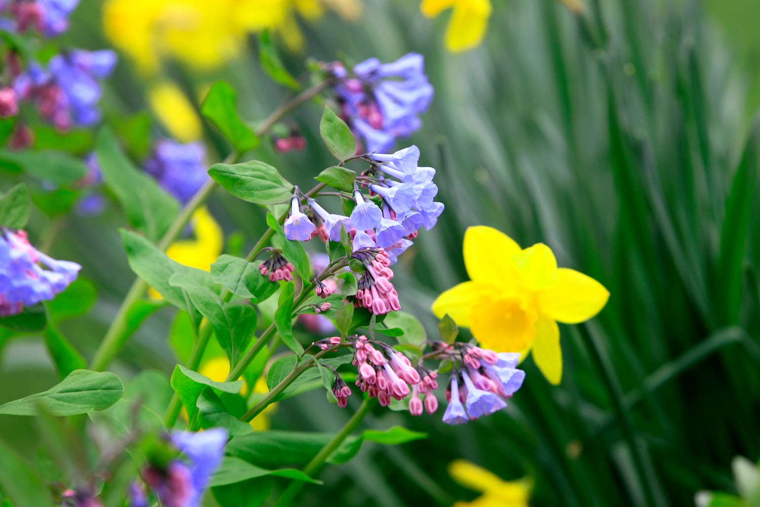 Virginia Bluebells bloom at Aullwood Garden MetroPark