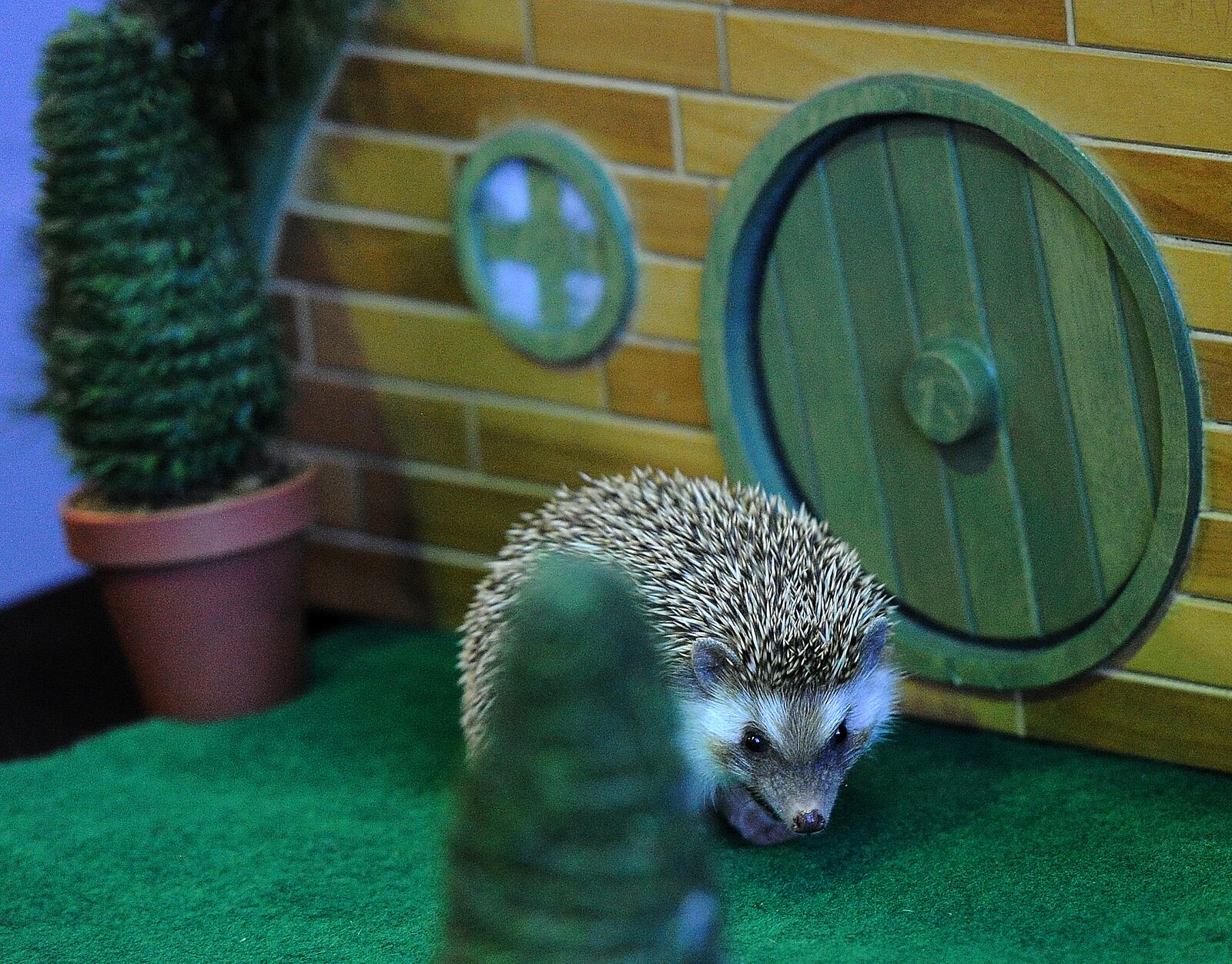 The Boonshoft Museum of Discovery’s Walnut the hedgehog agreed with Punxsutawney Phil, Thursday Feb. 2, 2023, Walnut saw her shadow and forecasted six more weeks of winter. 
According to Boonshoft, the annual tradition actually is a nod to the ancient Roman custom of Candlemas Day, where hedgehogs were initially used to predict spring. MARSHALL GORBY\STAFF