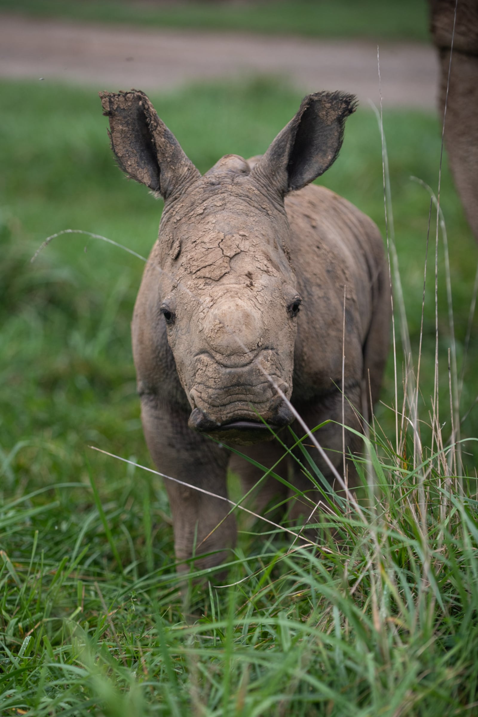 In the early morning hours of Oct. 5, a female southern white rhinoceros calf was born at The Wilds non-profit safari park and conservation center in Cumberland, Ohio, east of Columbus.