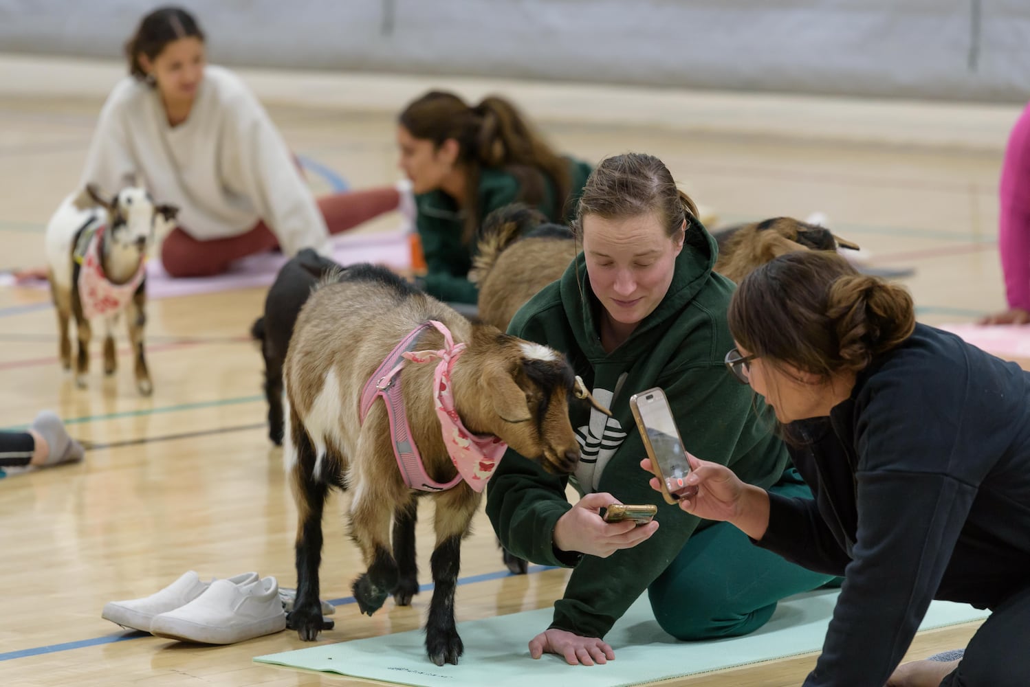 PHOTOS: Sweetheart Goat Yoga at Vandalia Recreation Center