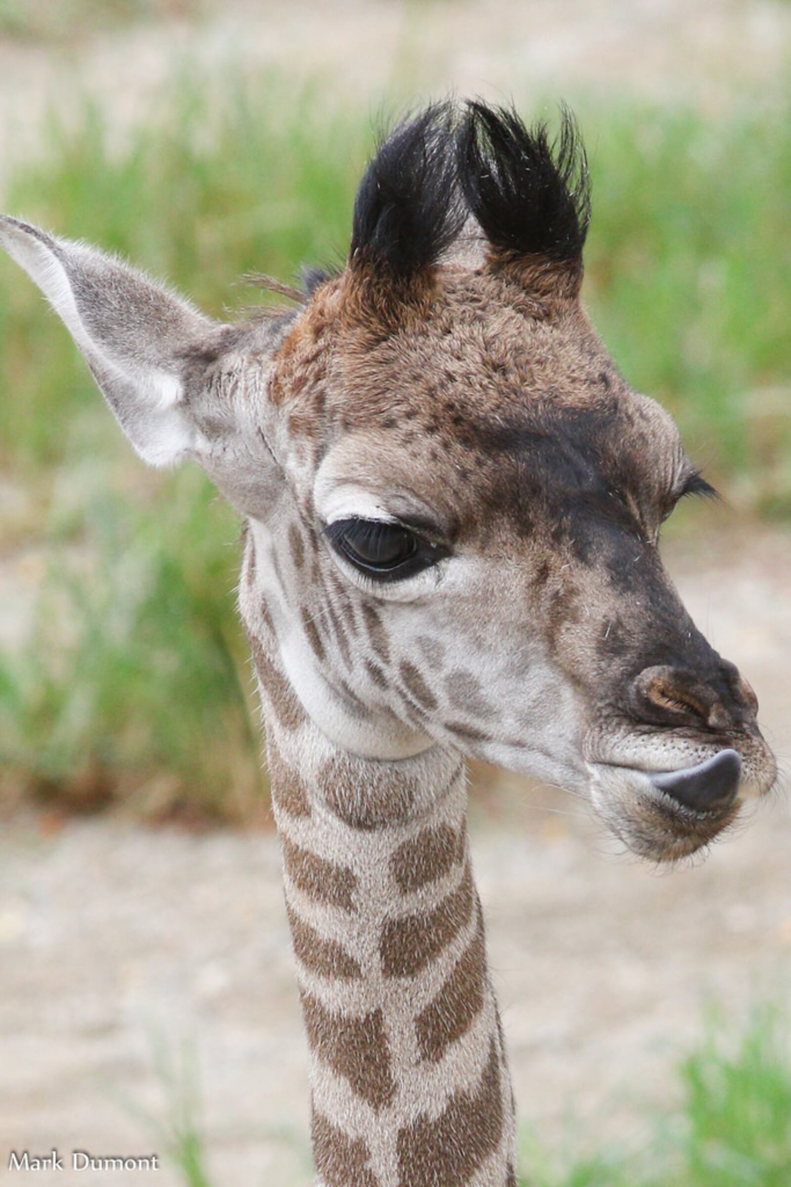 Meet some adorable zoo babies this month at the Cincinnati Zoo. CONTRIBUTED