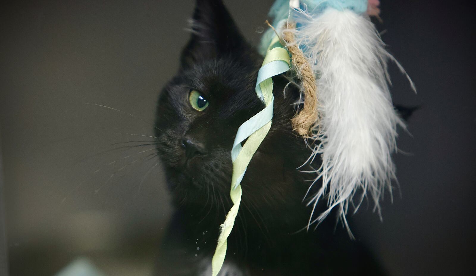 One of several kittens up for adoption at the Greene County animal shelter. MARSHALL GORBY / STAFF