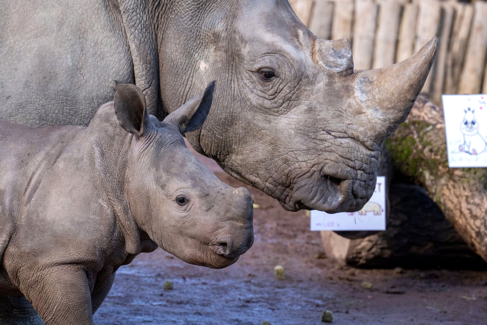 Nova, left, an endangered Southern White Rhinoceros born in January 2025, walks with her mother Elie at Paira Daiza Zoo in Brugelette, Belgium, Wednesday, Feb. 26, 2025. (AP Photo/Marius Burgelman)