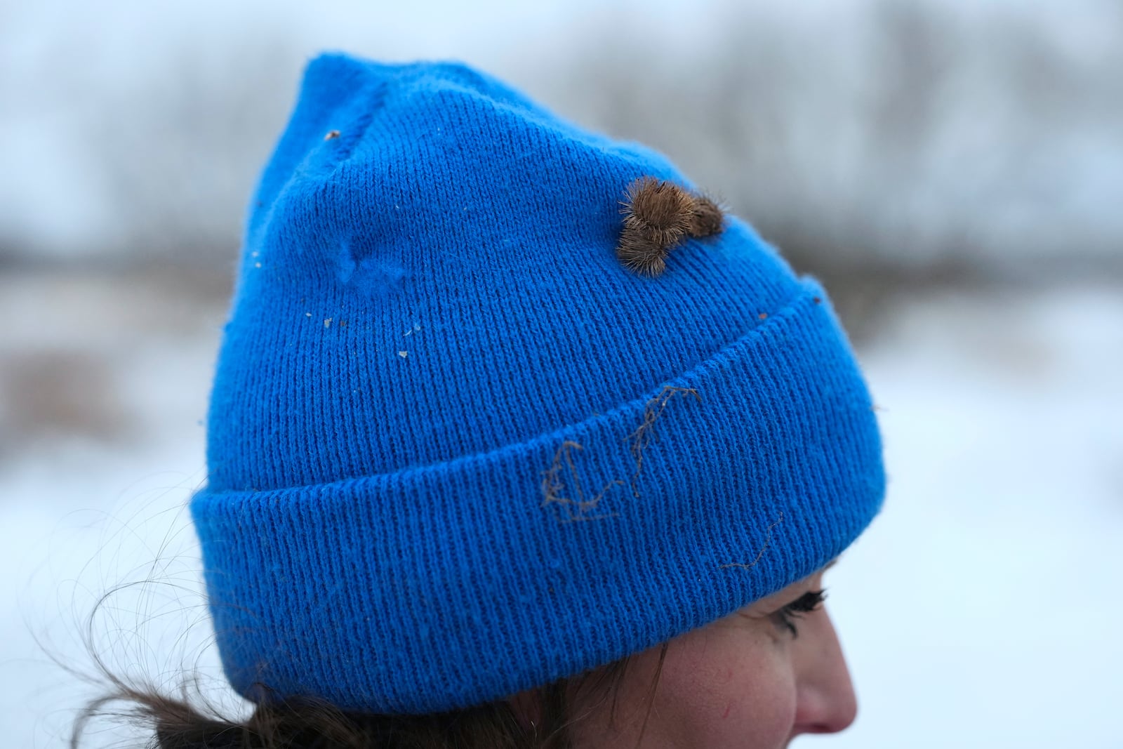 Burrs attach to the hat of Stephanie Stevens as she hunts with her hawk on Friday, Feb. 14, 2025, in Greenleaf, Wis. (AP Photo/Joshua A. Bickel)