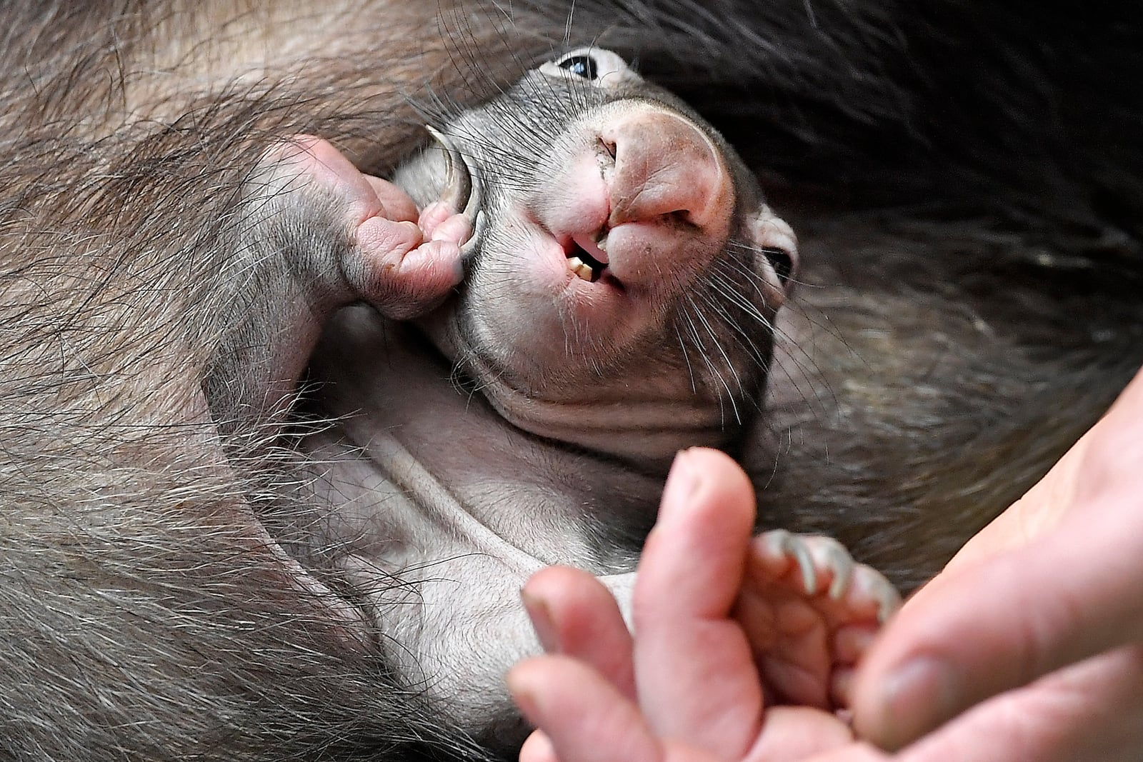 FILE - A newborn wombat baby APARI sits in its mother's pouch at the zoo in Duisburg, Germany, Thursday, March 29, 2018. (AP Photo/Martin Meissner, File)