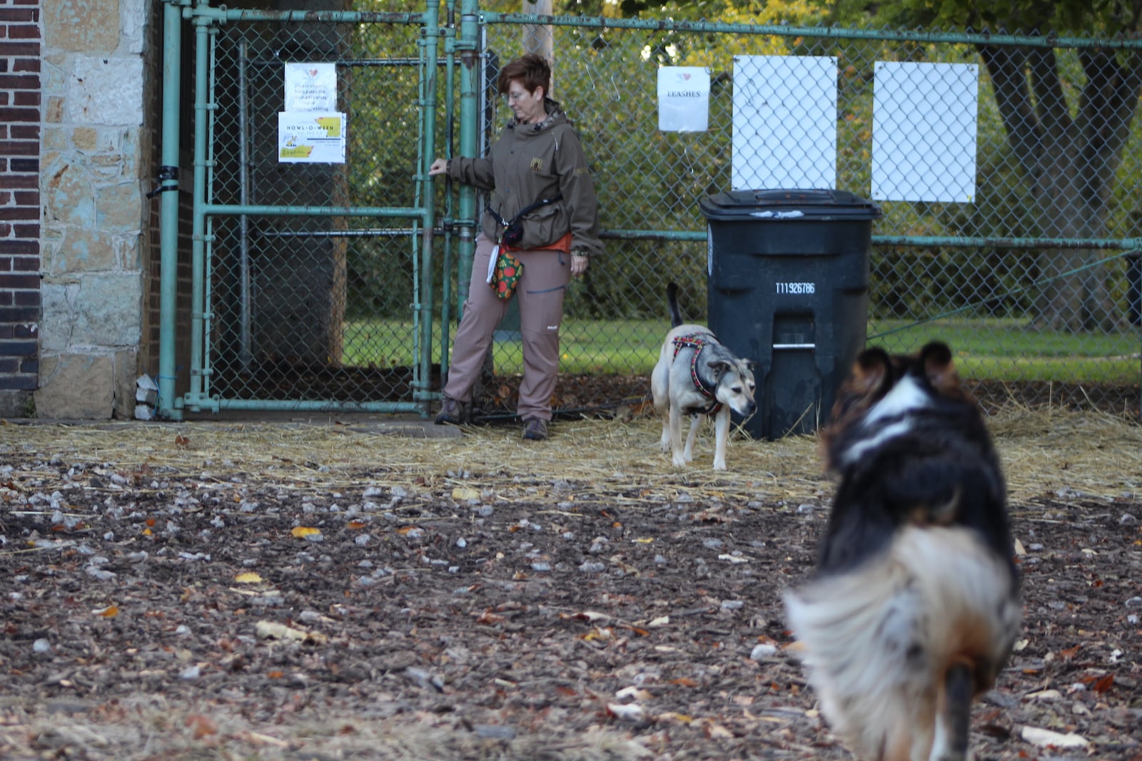 Dozens of dogs visited Deeds Point Dog Park early Friday afternoon. CORNELIUS FROLIK / STAFF