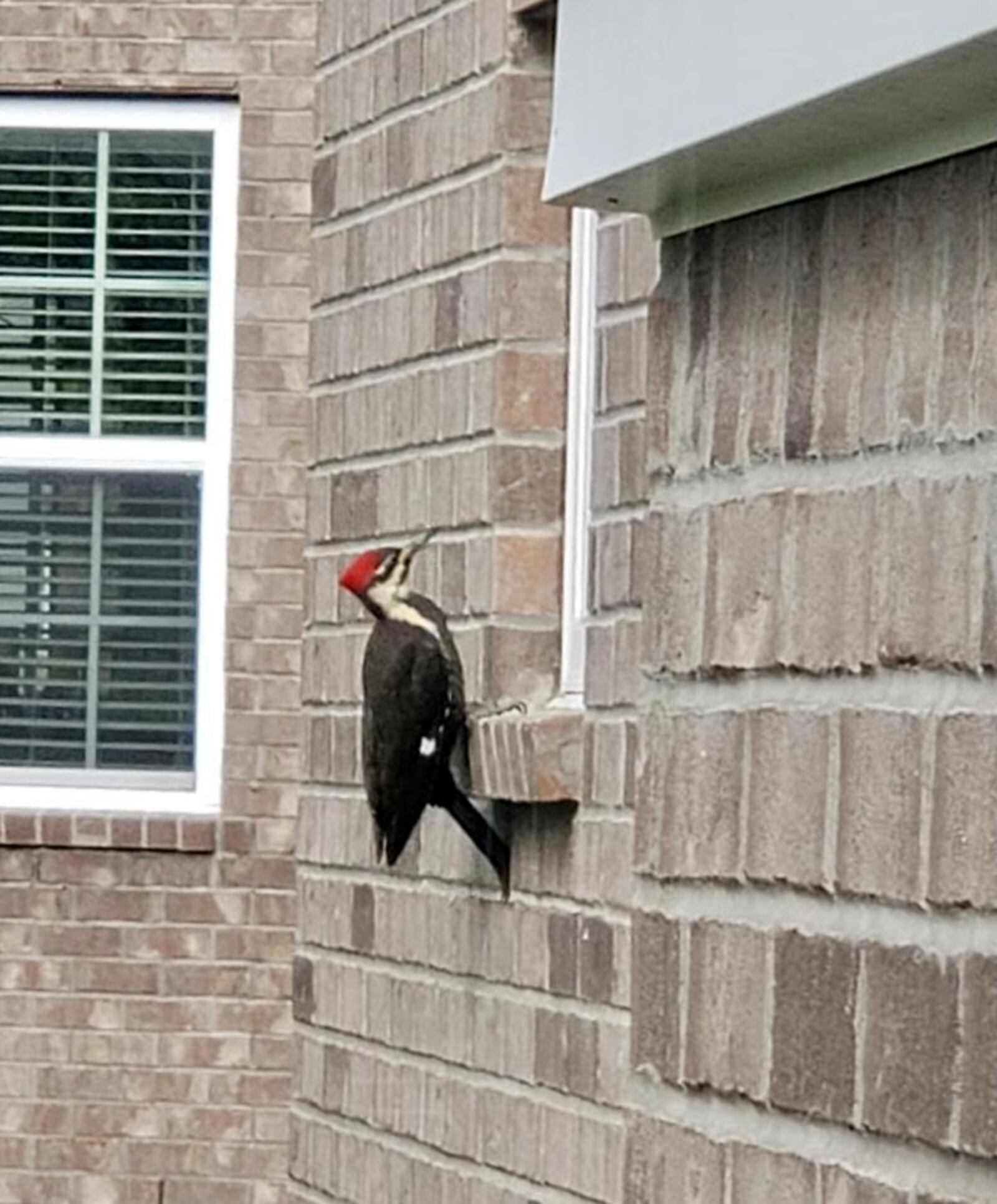 A pleated woodpecker makes itself right at home at Amanda Caton's Washington Township home - CONTRIBUTTED