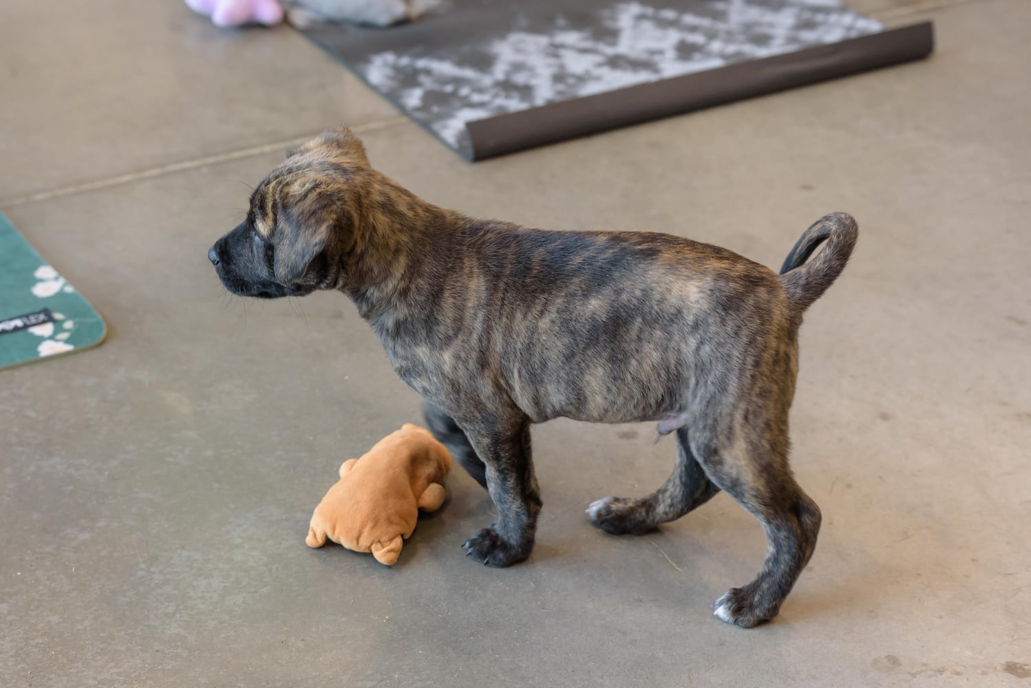 PHOTOS: Puppy Yoga at SICSA Pet Adoption and Wellness Center