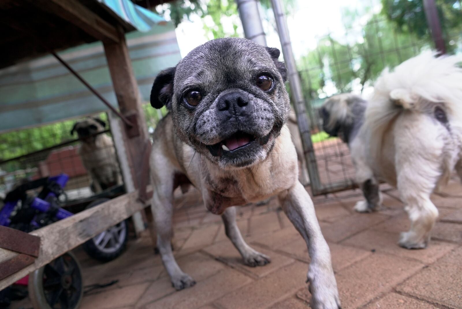 A rescued pug plays in the home of Cheryl Gaw in Johannesburg, South Africa, Tuesday, Jan. 14, 2025. (AP Photo/Alfonso Nqunjana)