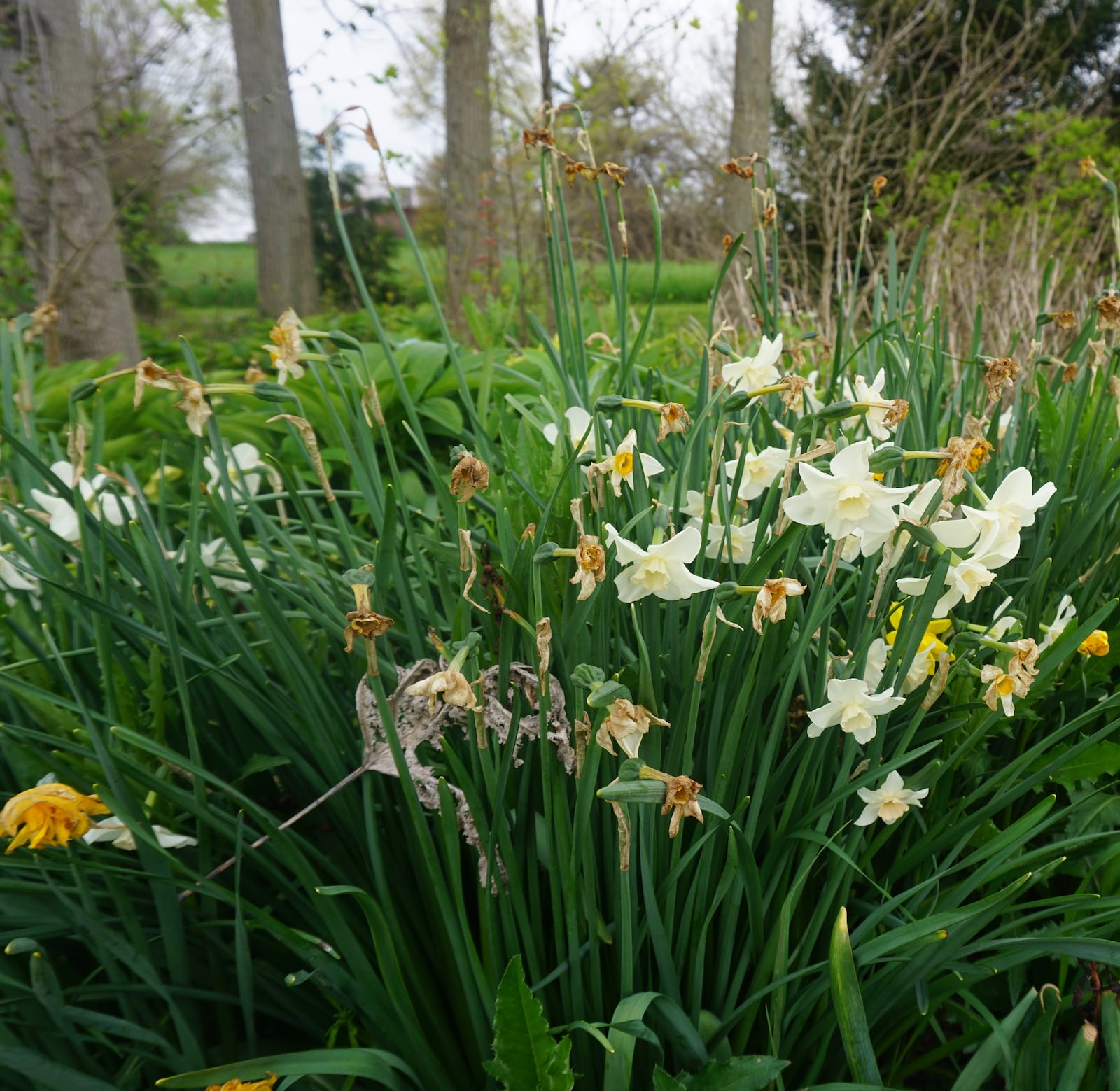 Daffodils can be deadheaded to clean up the appearance, but also can be left alone.