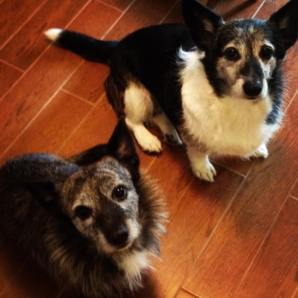 PHOTOS: It’s National Dog Day! Here is some puppy smiles for you