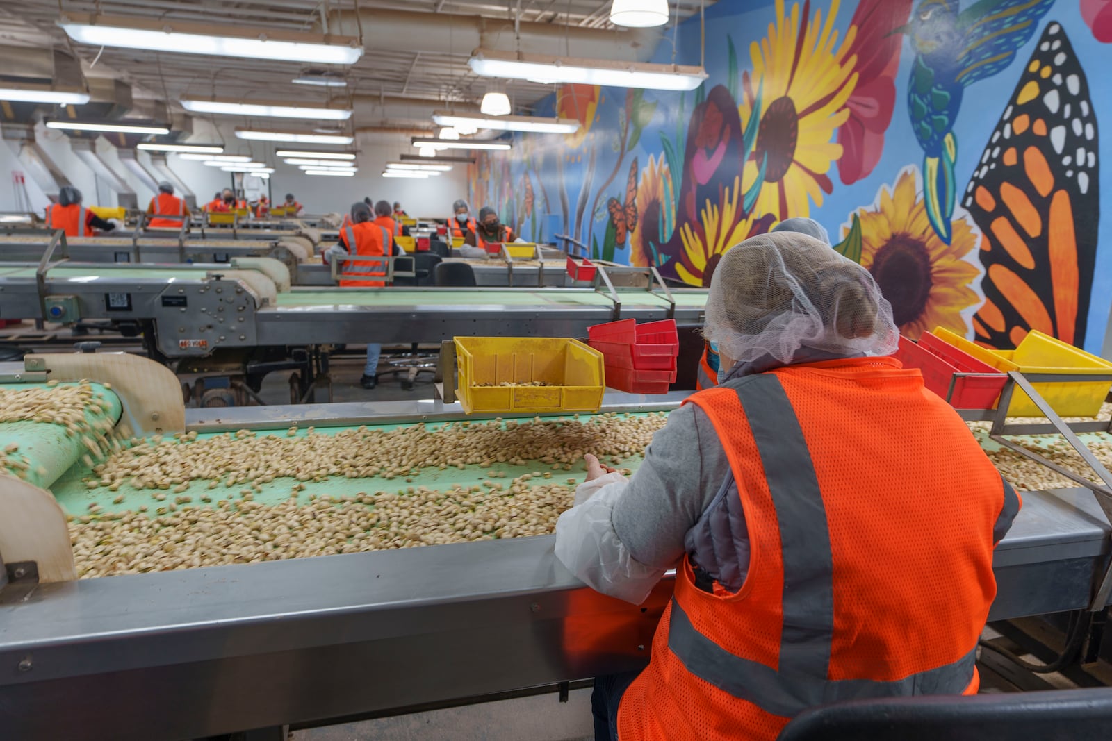 Pistachios are hand sorted at the Wonderful Pistachios & Almonds processing plant in Lost Hills, Calif., on Friday, Oct. 25, 2024. (AP Photo/Damian Dovarganes)