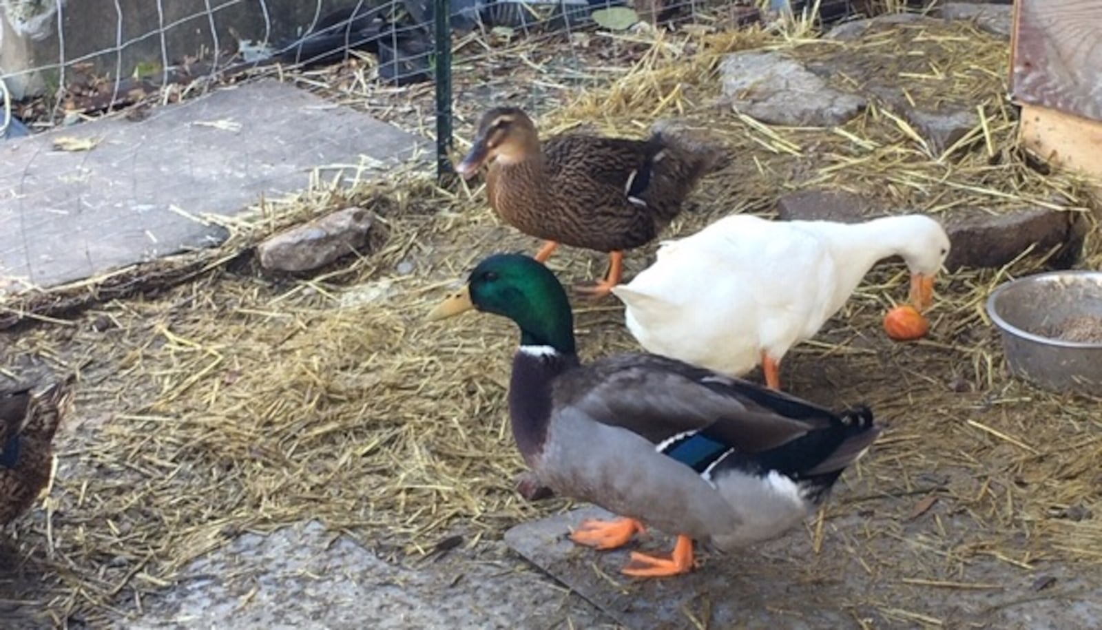 The Govoni family keeps ducks in the backyard of their Sycamore Street home in Miamisburg. The ducks provide eggs and a sort of therapy for their son with autism. However, it's illegal to have them in the city and the Govoni family may have to give them up.