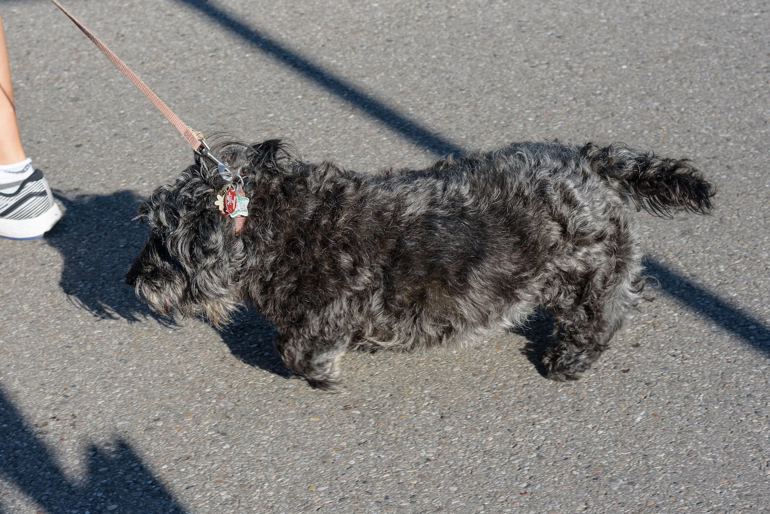 PHOTOS: Did we spot you and your doggie at SICSA’s Lift Your Leg fun run/walk?