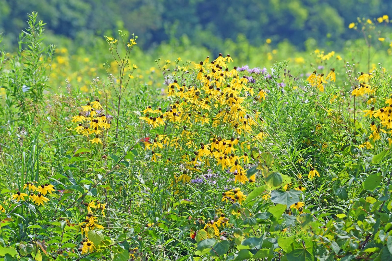 Paul E. Knoop Jr. Prairie is located near Aullwood Audubon and the Dayton International Airport