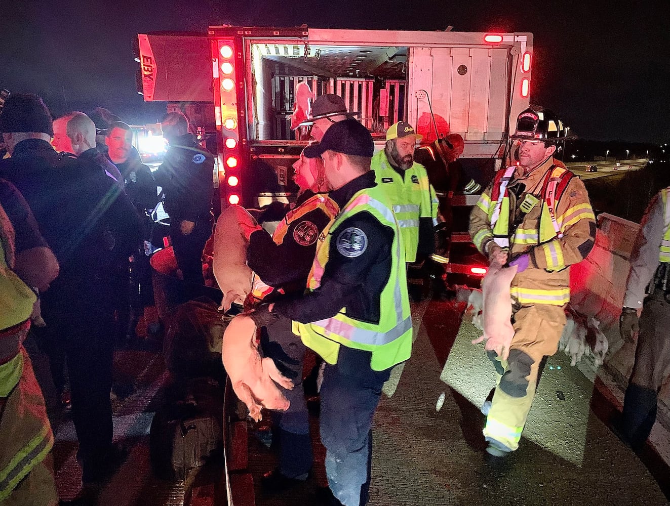 Semi hauling 1900 piglets overturns on I-75 to I-70 flyover