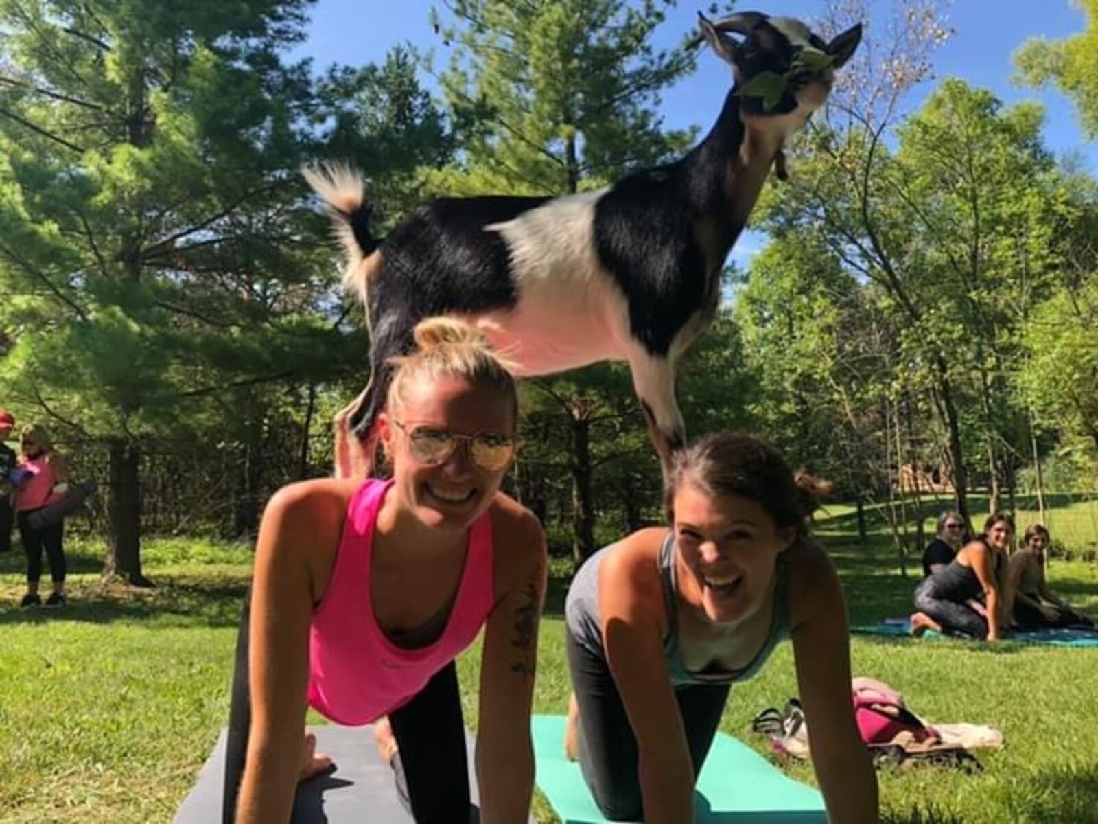 Practicing cat and cow poses with a goat on your back is possible. CONTRIBUTED