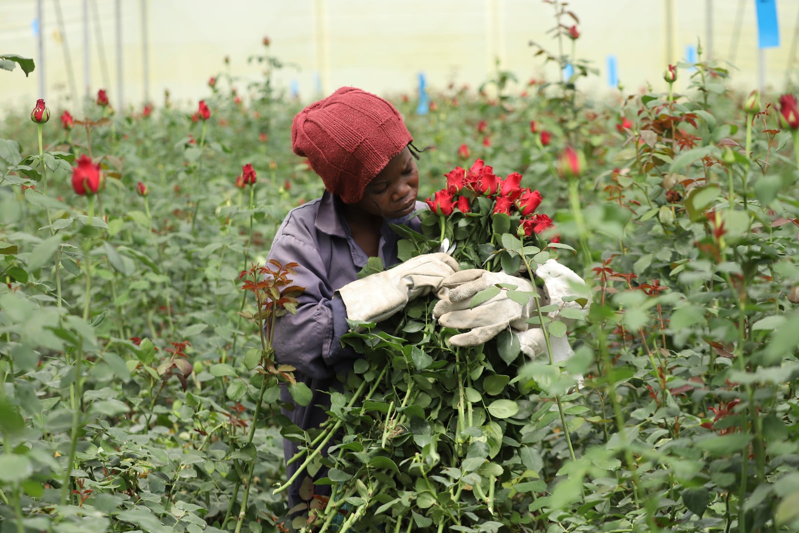 A worker picks fresh roses at Isinya Roses Limited - Porini Flower farm in Kajiado County, Kenya Friday, Feb. 7, 2025. (AP Photo/Andrew Kasuku)