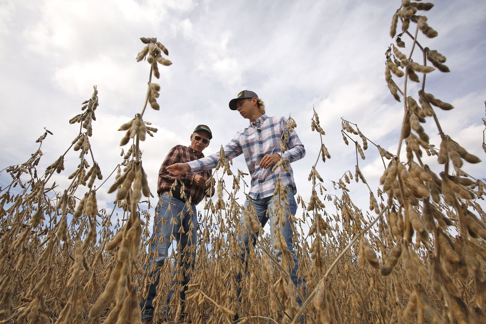 Logan Ressler, 19, works with his grandfather Dean Thompson in their soybean farming business. Thompson Farms is in the beginning of the harvest season. TY GREENLEES / STAFF