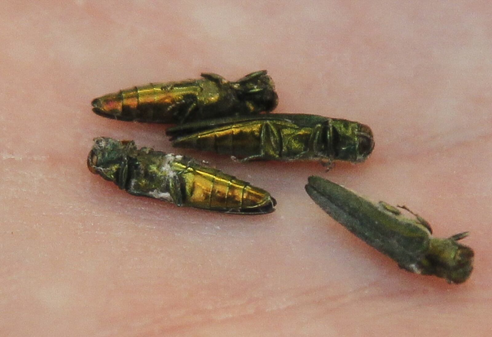 New Experiments by Don Cipollini, a Wright State University biology professor, have shown the invasive emerald ash borer that has devastated huge tracts of the nation's ash trees also has potential to infest olive trees. CHRIS STEWART / STAFF