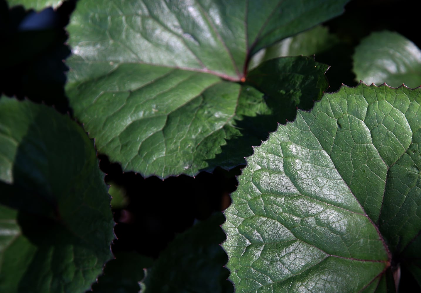 PHOTOS: Take a stroll through the glorious Grotto Gardens