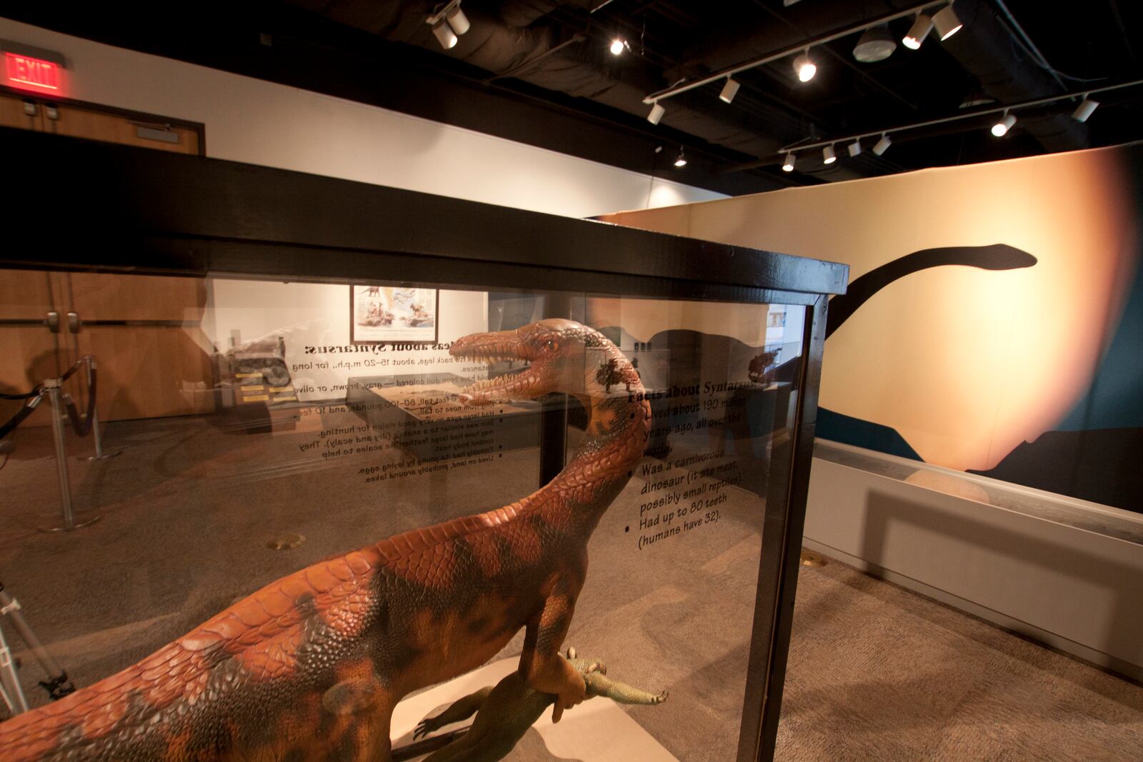 Dinosaur Discovery is coming to the Boonshoft Museum of Discovery, running from Jan. 26 through April 14. The newest running exhibition will showcase dinosaurs that roamed Earth during the Mesozoic era — the “Age of Reptiles” that ended 65 million years ago.