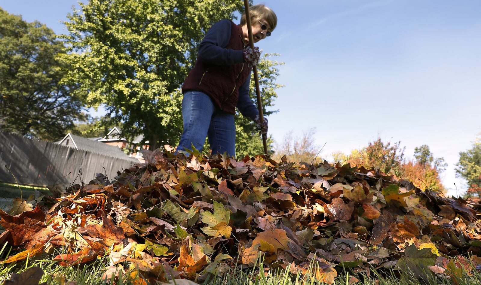 Marilyn Manley rakes leaves in her yard along Walnut Terrace in Springfield. BILL LACKEY/STAFF