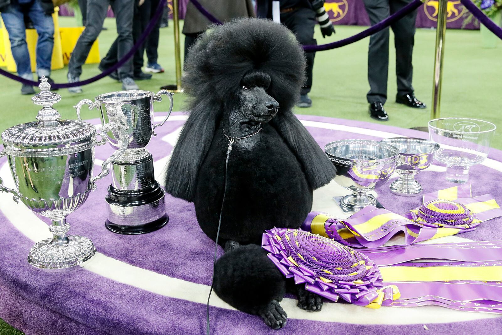 FILE — Siba, the standard poodle, poses for photographs after winning Best in Show in the 144th Westminster Kennel Club dog show, Tuesday, Feb. 11, 2020, in New York. (AP Photo/John Minchillo, File)