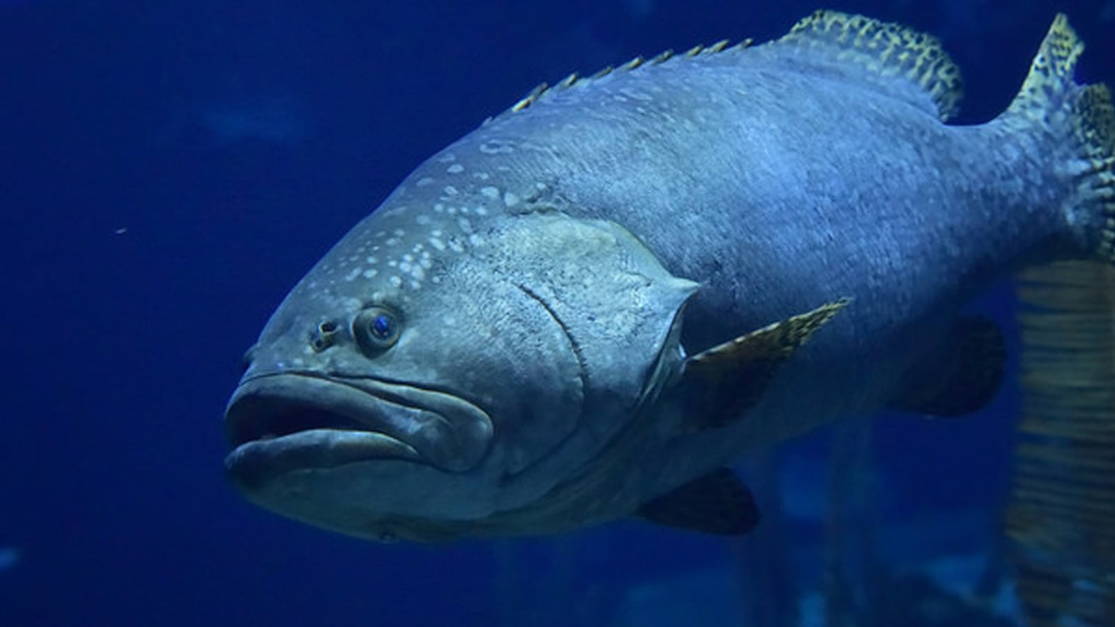 FILE PHOTO: Grouper (Pete Sheffield/Flickr license: https://creativecommons.org/licenses/by-sa/2.0/)