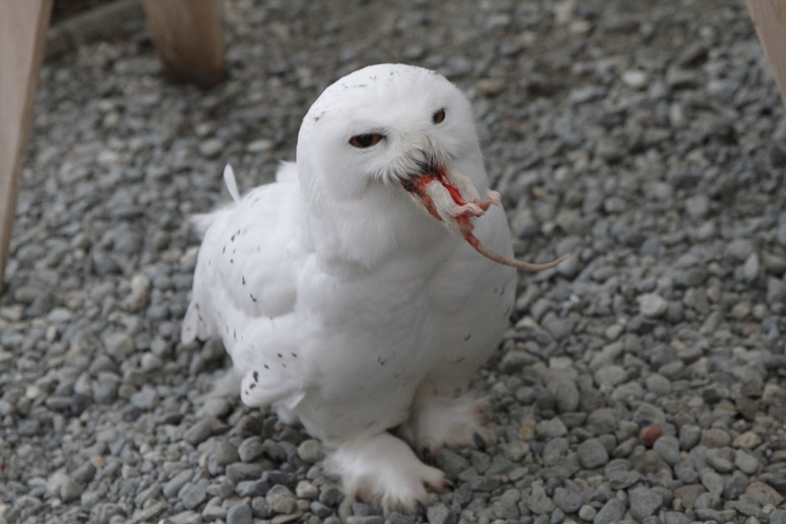 A snowy owl named Ghost eats a frozen rat at the Bird Treatment and Learning Center on Feb. 6, 2025, in Anchorage, Alaska. (AP Photo/Mark Thiessen)