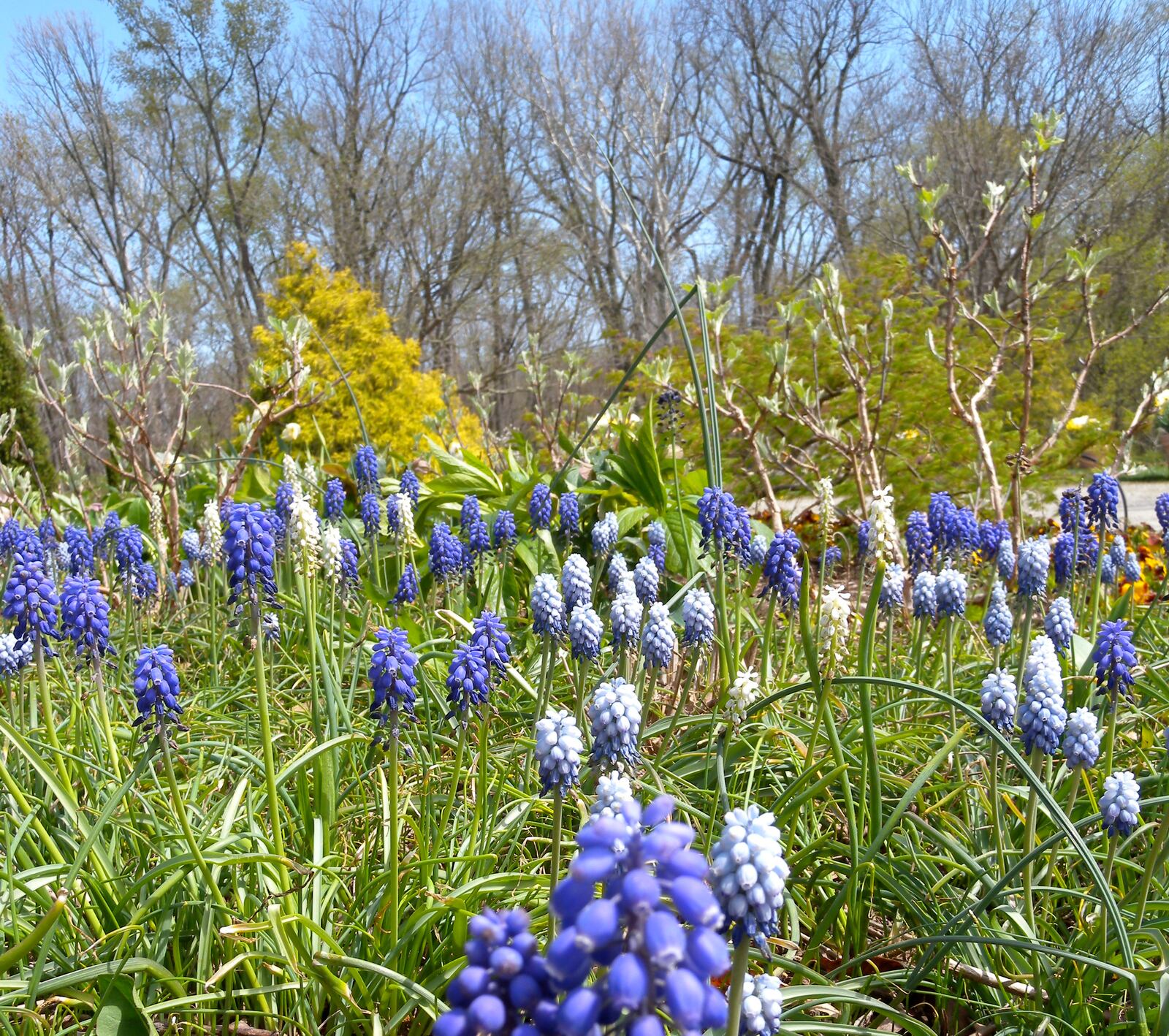 The gardens in late spring at Wegerzyn Gardens MetroPark. CONTRIBUTED