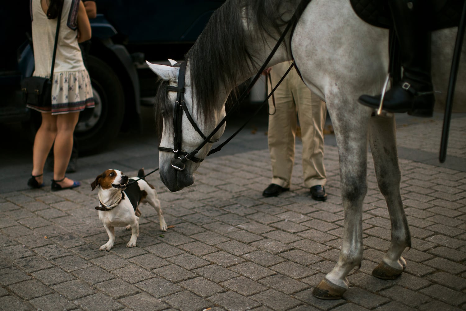 News hounds (6/19/2014)