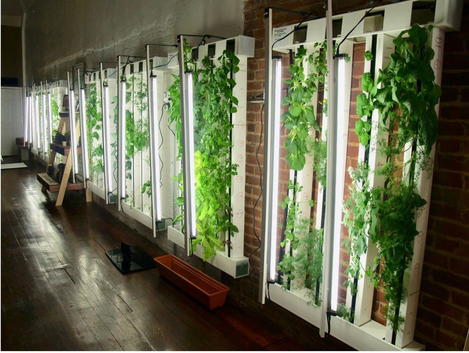 Growing walls in an education center in Elkin, N.C.