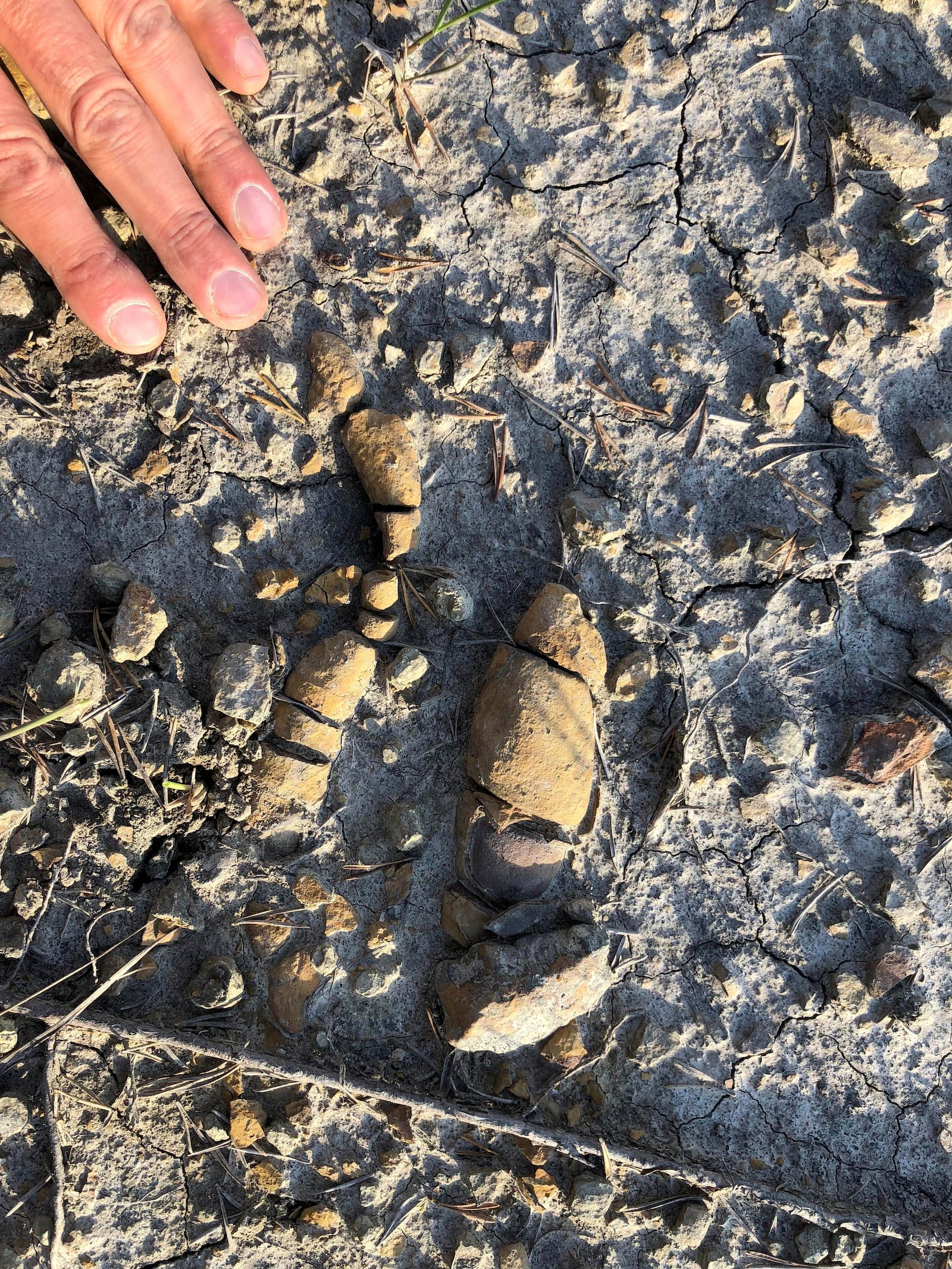 This undated photo provided by Grzegorz Niedzwiedzki shows fossilized plant-eating dinosaur poop found in Soltykow, Poland. (Grzegorz Niedzwiedzki via AP)