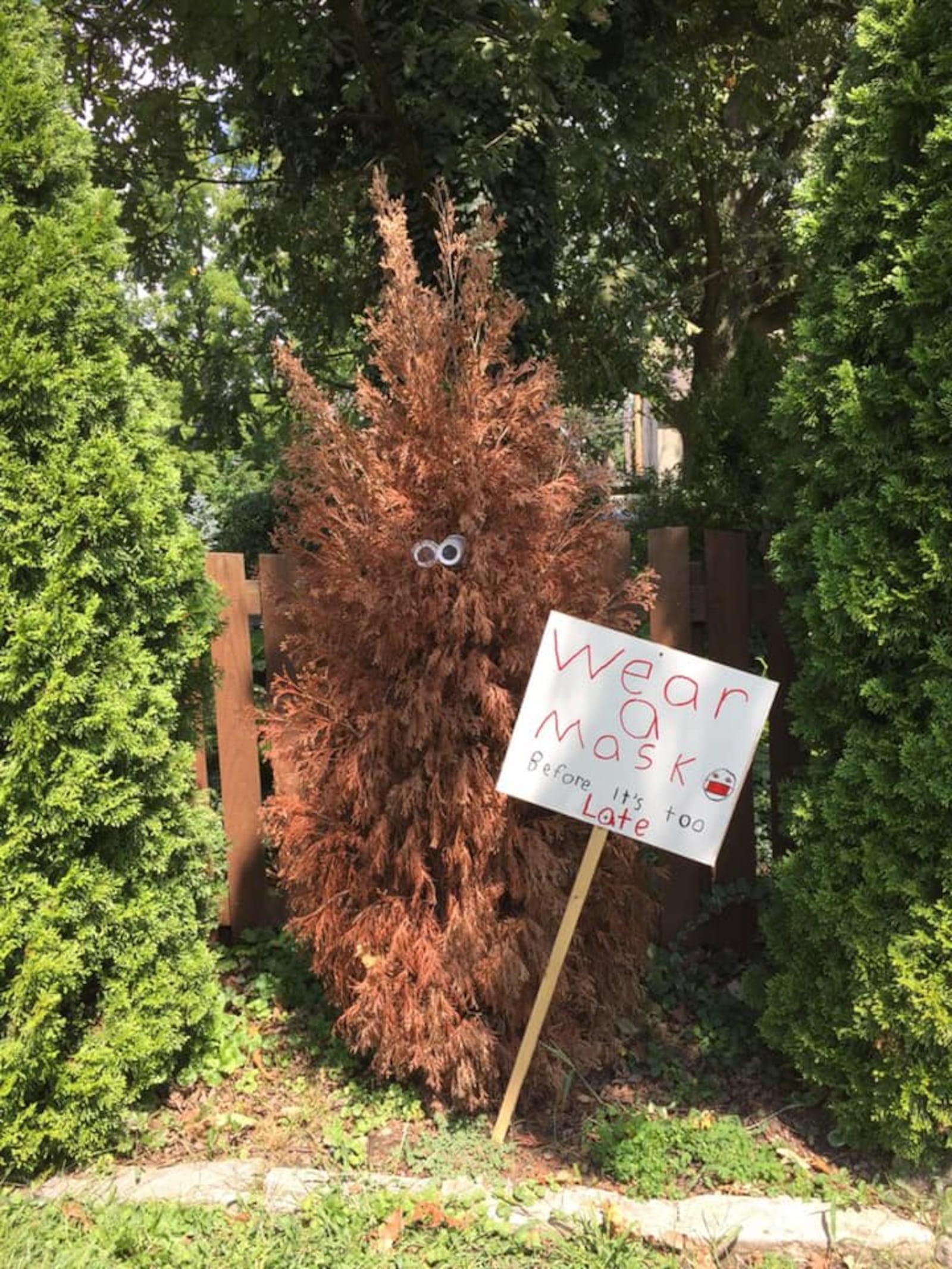 Tony Fomin of Eaton created a PSA with this dying spruce tree in his front yard. CONTRIBUTED