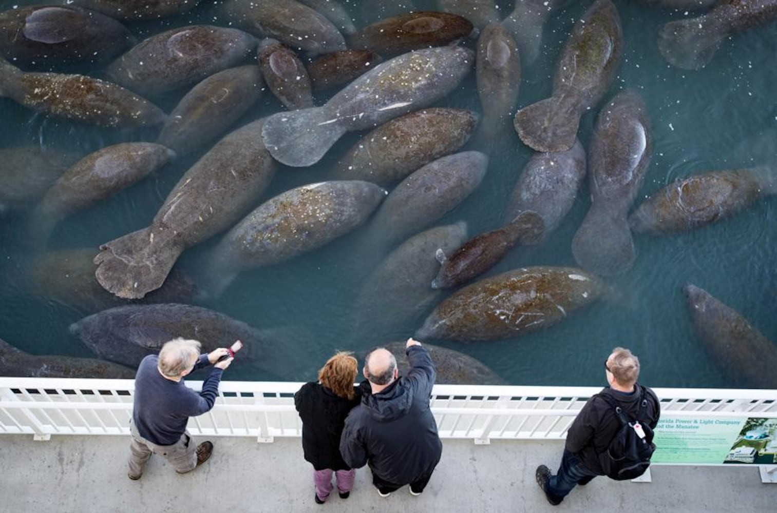 over 200 manatees keeping warm near florida power plant