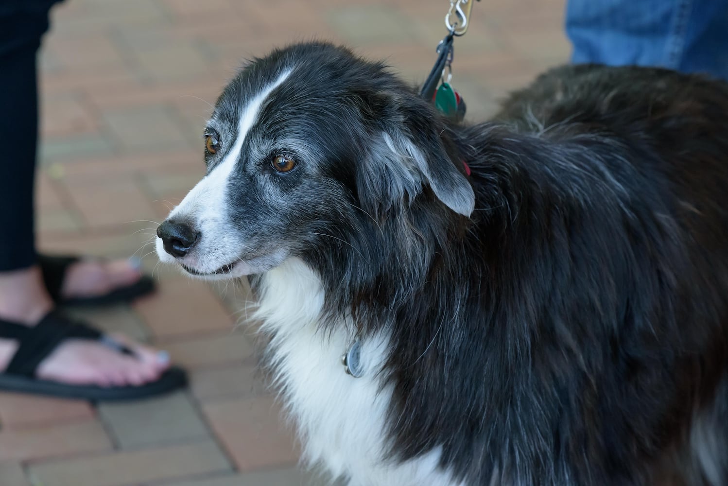 PHOTOS: 2024 Blessing of the Animals at Epiphany Lutheran Church