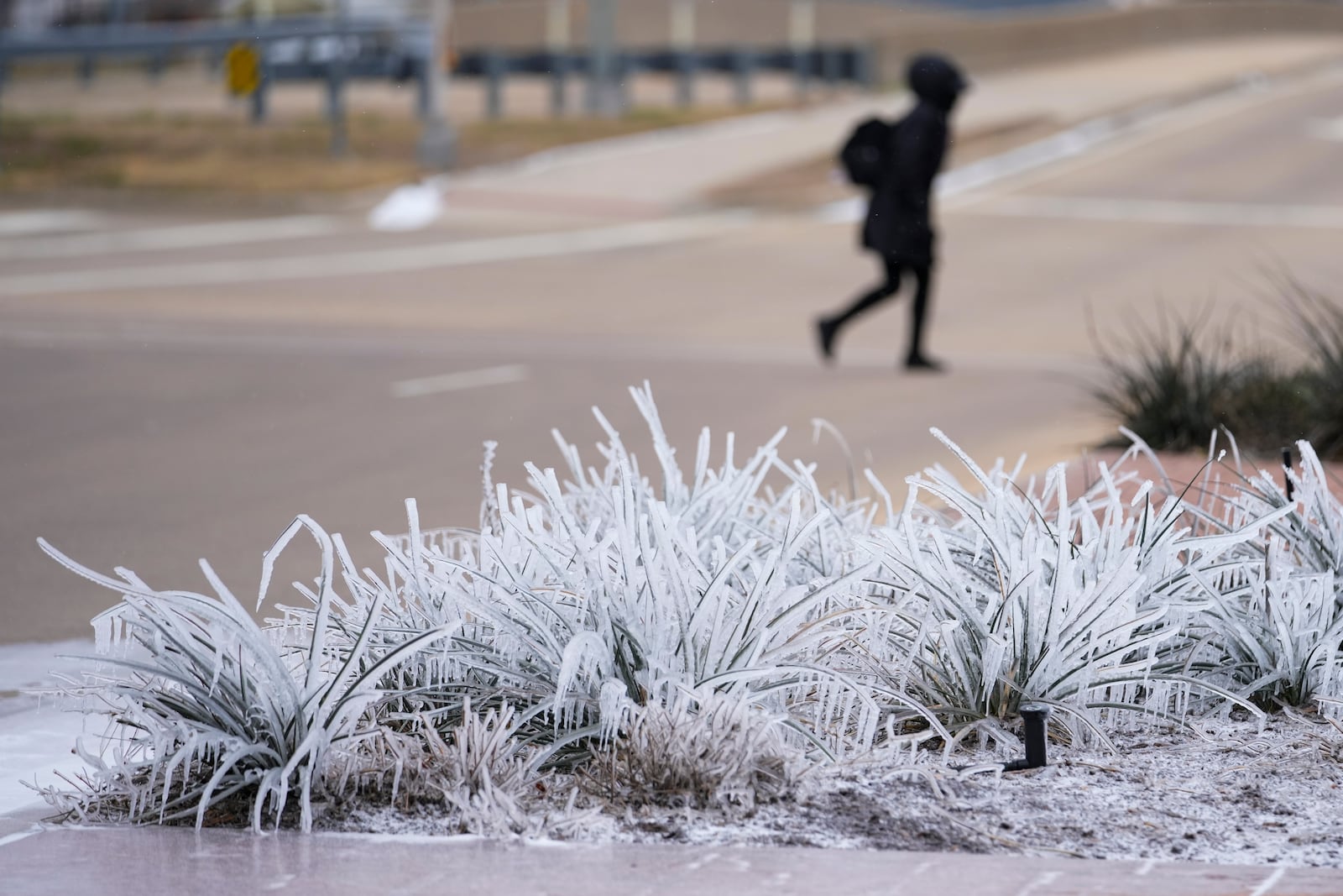 A pedestrian crossing an intersection near ice formed on vegetation Wednesday, Feb. 19, 2025, in Grand Prairie, Texas. (AP Photo/Julio Cortez)