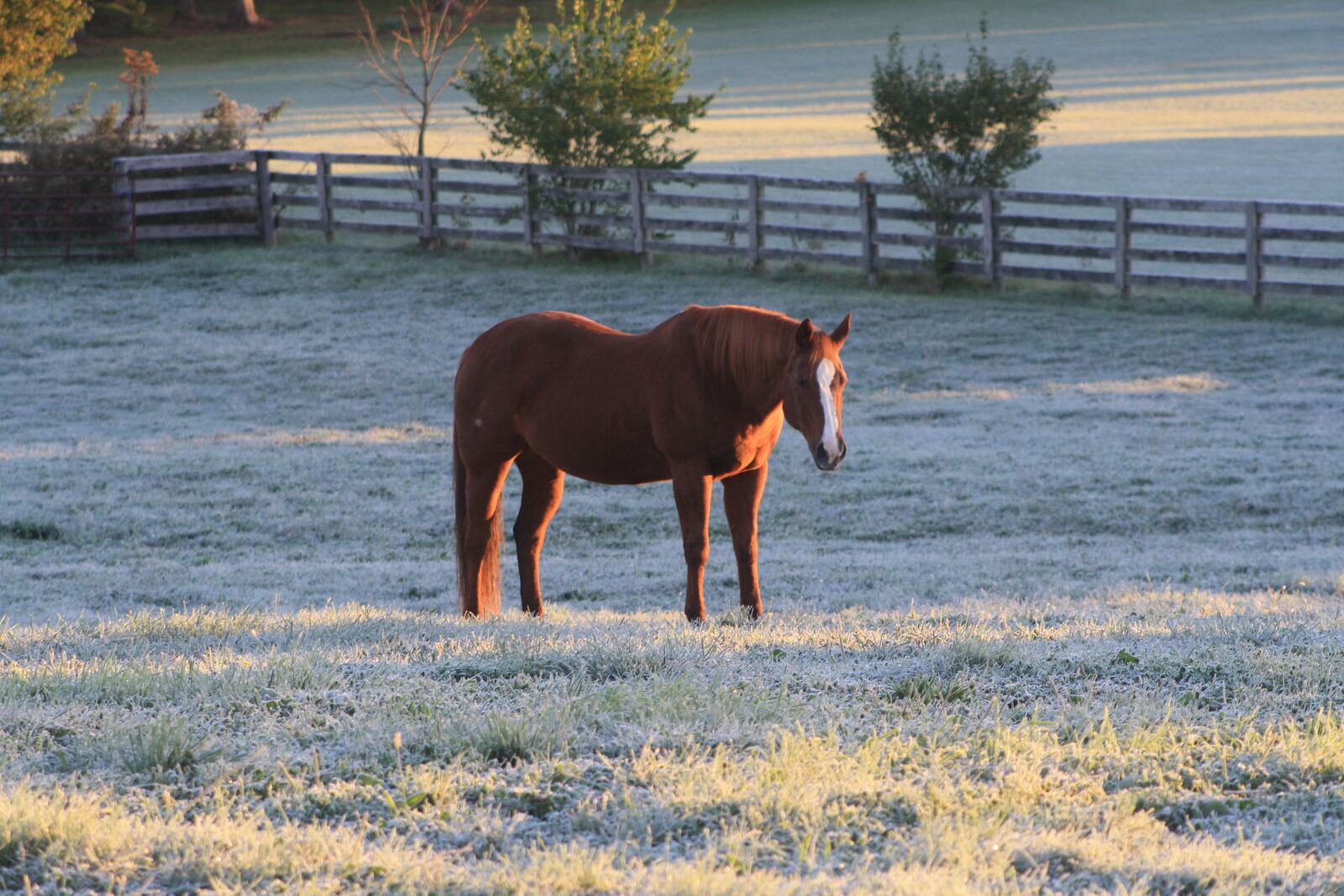 Therapeutic Riding Institute