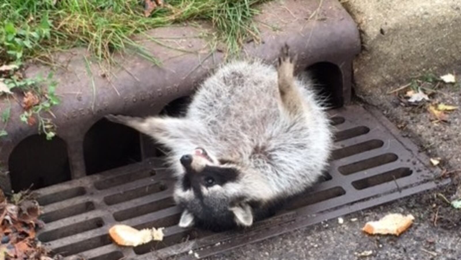 A raccoon was stuck in a storm drain and needed the assistance of police officers.