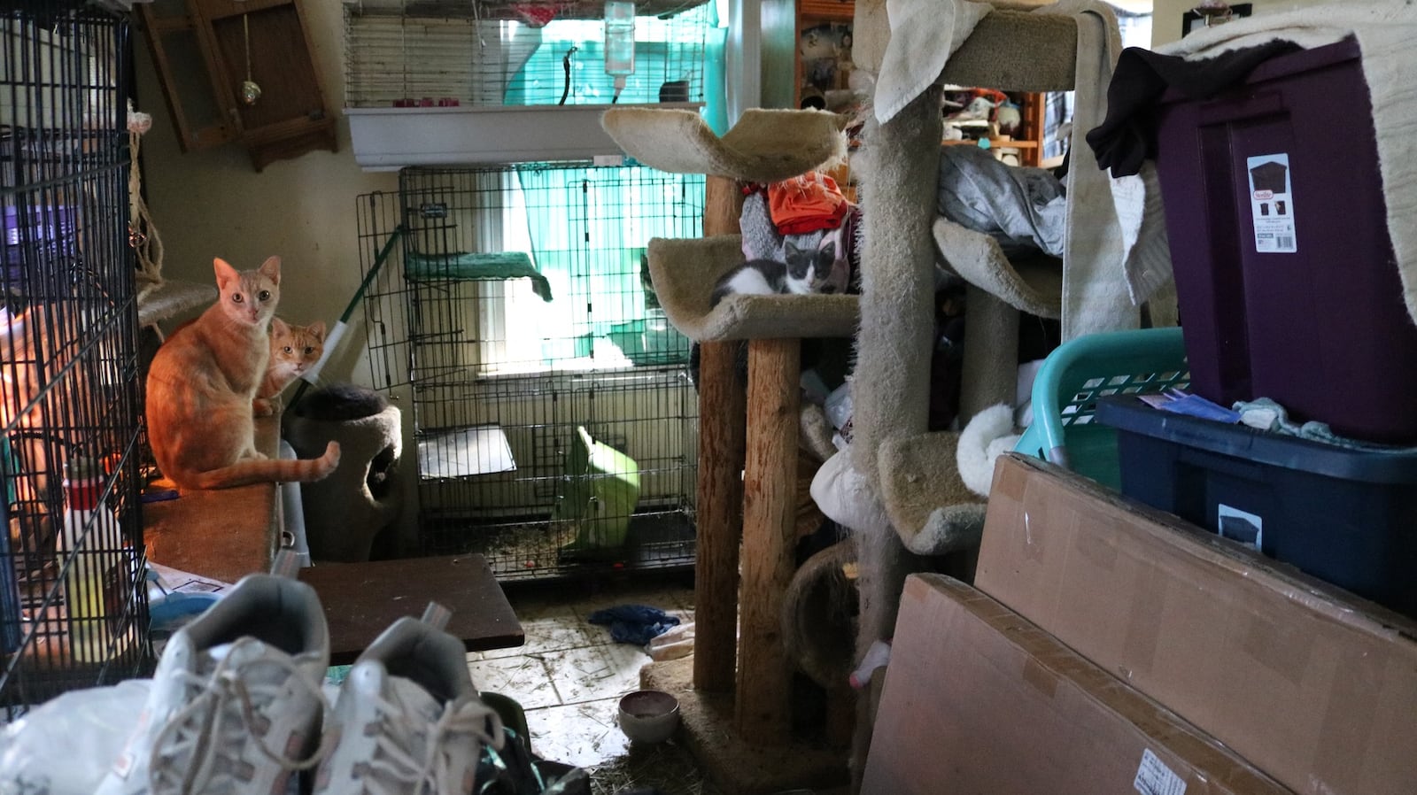 There were 68 animals seized at a Kettering  house in November 2024 as part of a neglect case investigated by humane officers of the Humane Society of Greater Dayton. CONTRIBUTED