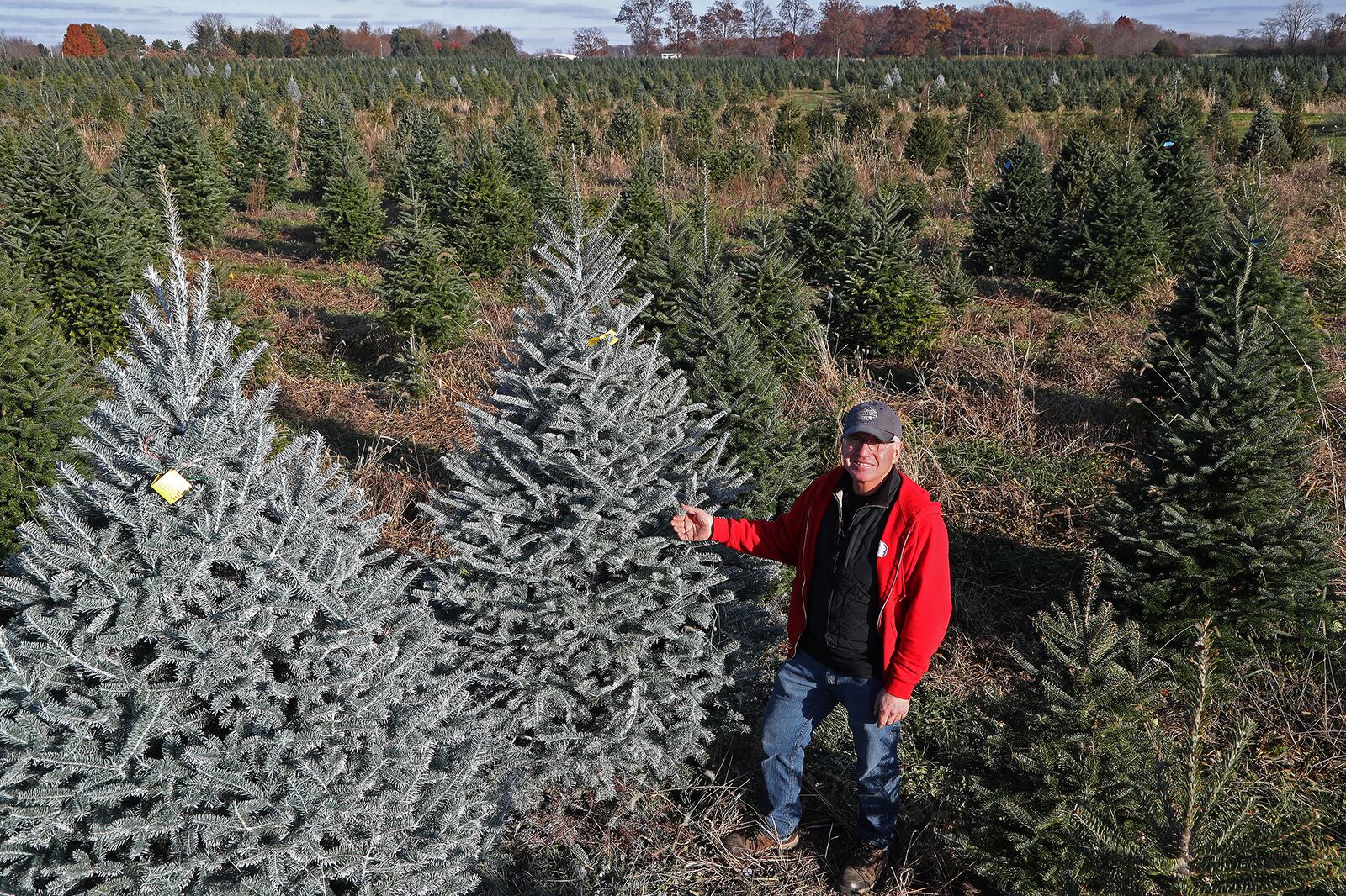 Ben Young is surrounded by acres of Christmas trees Friday at Carl and Dorothy Young's Cut Your Own Christmas Tree Farm. BILL LACKEY/STAFF