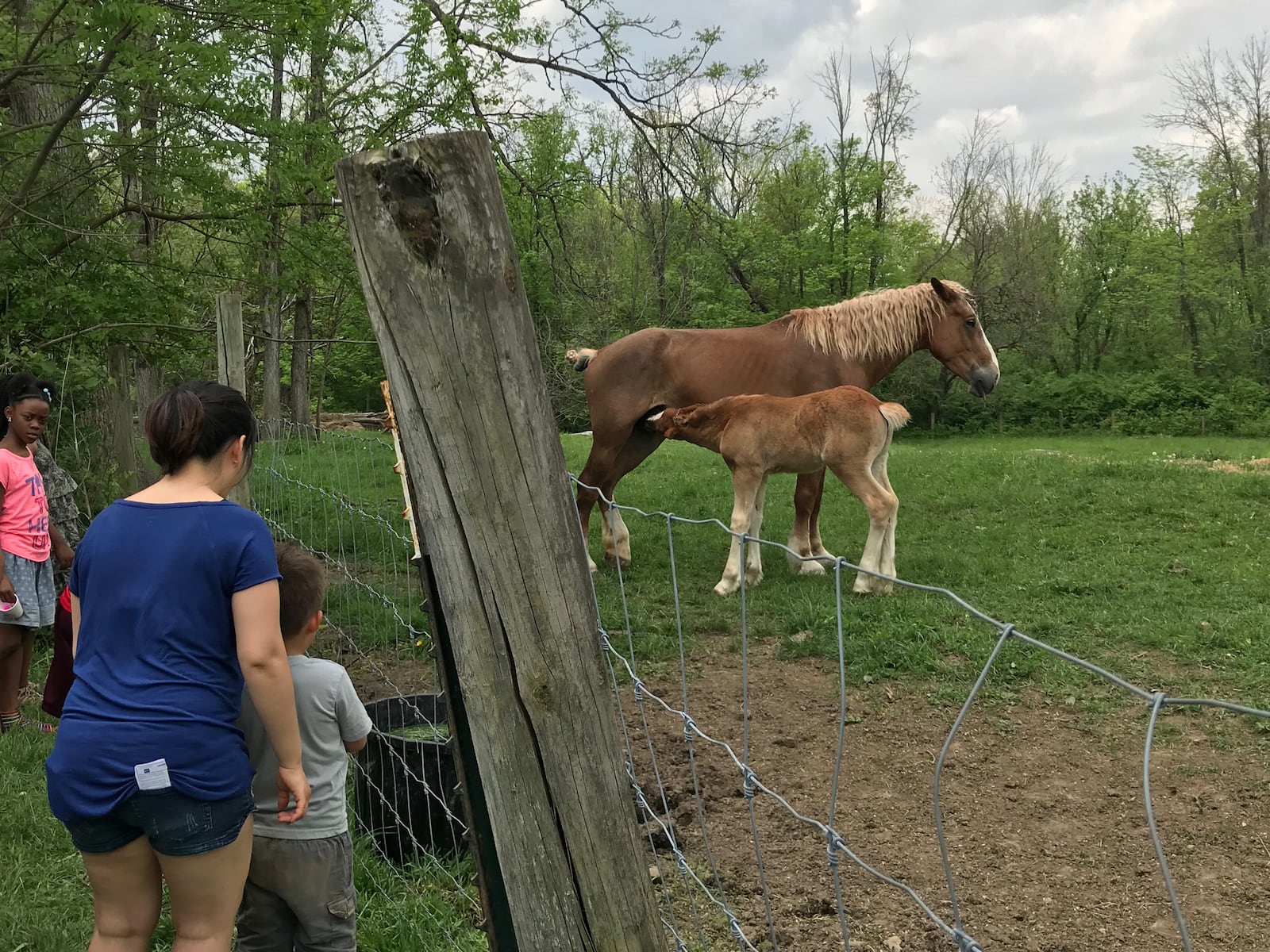 This year was the 14th year for the Annual Allwood Farm Babies Fest. Over 1,000 people were in attendance this year.