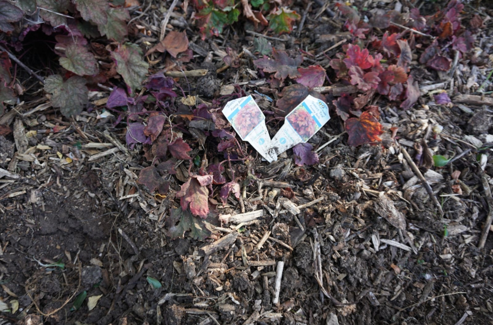 Digging down 6-8” in the soil you can see it’s completely dry.  The Heuchera in this photo are already wilting. CONTRIBUTED