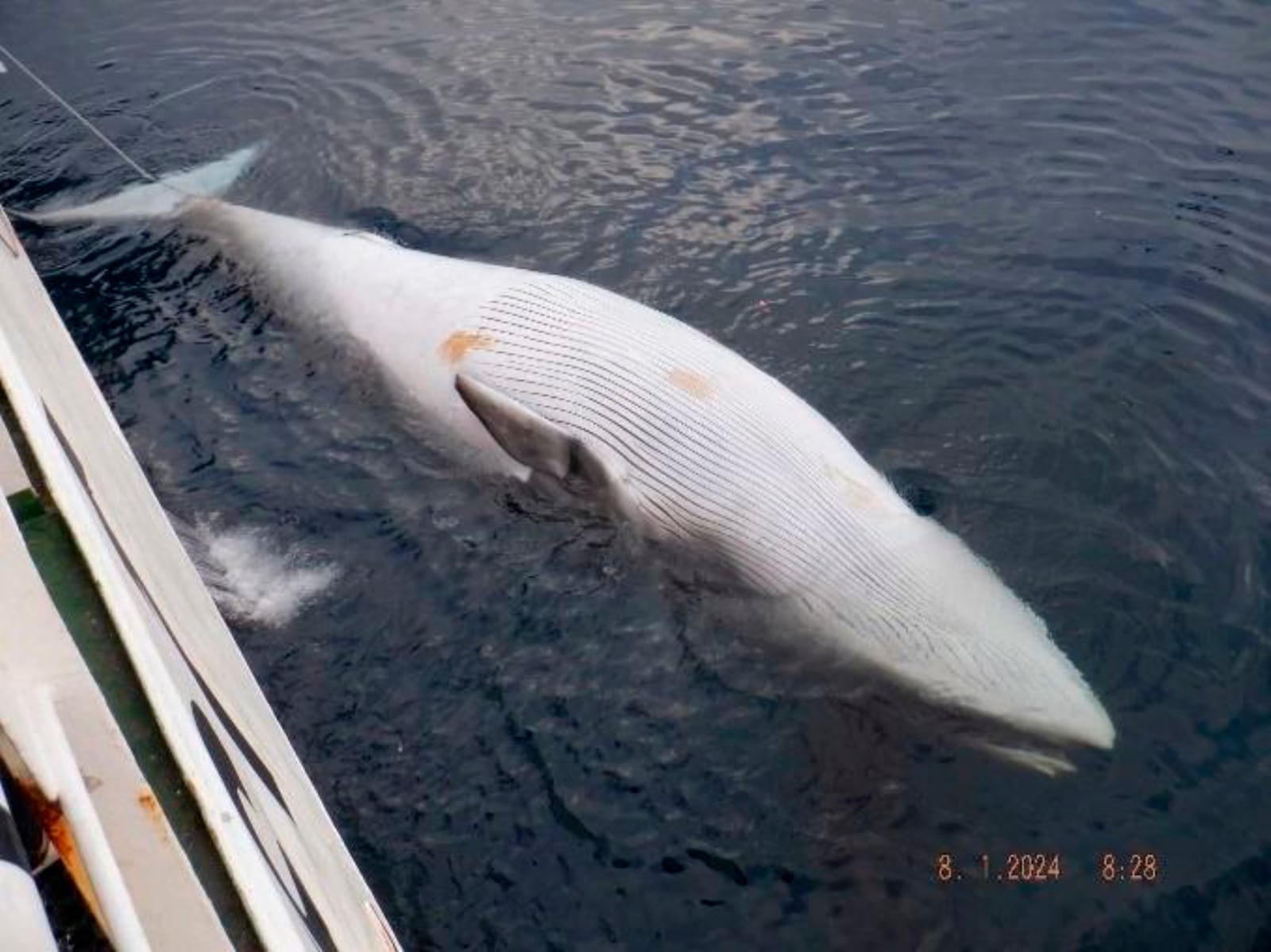 This photo made by a CCAMLR observer shows a dead minke whale found entangled in fishing gear off the coast of Antarctica, south of New Zealand on Jan. 8, 2024. (CCAMLR via AP)