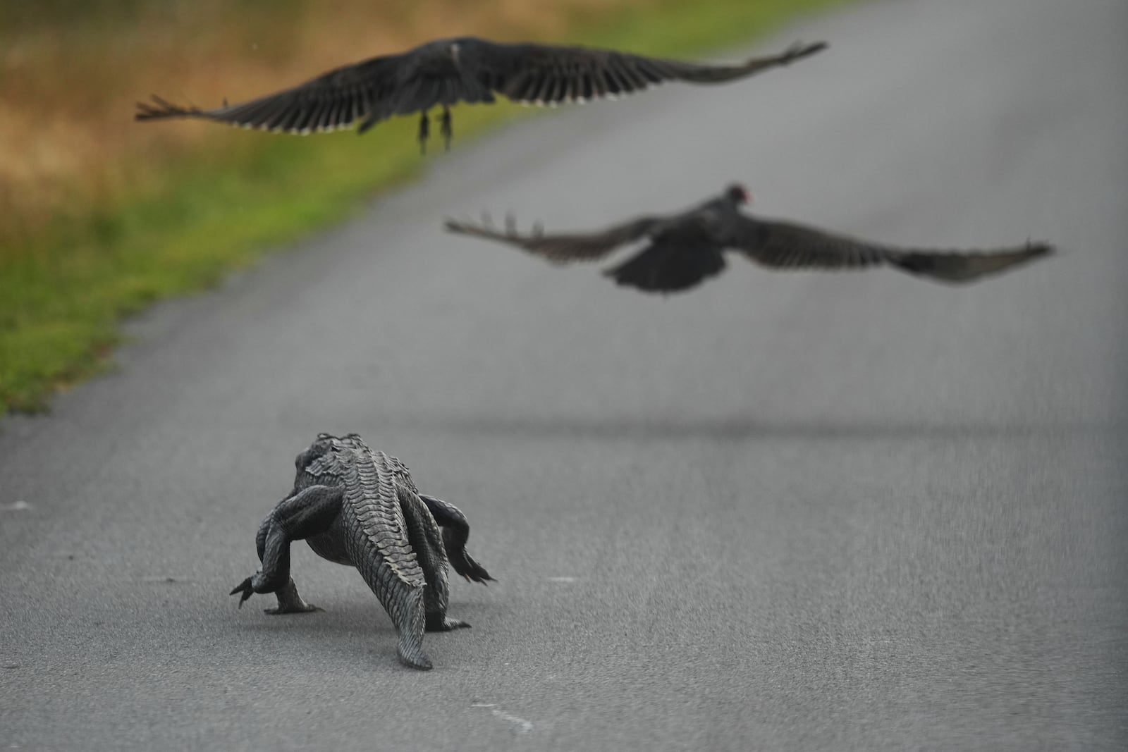 An alligator chases away a pair of turkey vultures in the Shark Valley area of Florida's Everglades National Park, Wednesday, Nov. 20, 2024. (AP Photo/Rebecca Blackwell)