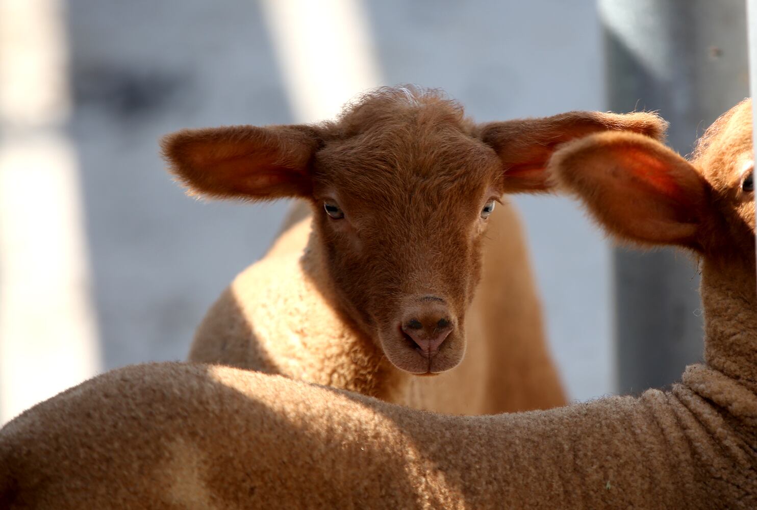 PHOTOS: AWWW! Sleepy mini goats and adorable lambs among the Aullwood Farm babies