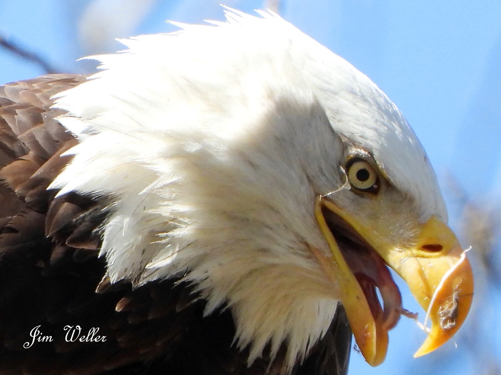 Willa, one of Carillon Historical Park's bald eagle residents, shreds up food in March 2021 to feed to an eaglet in the nest. PHOTO COURTESY OF JIM WELLER