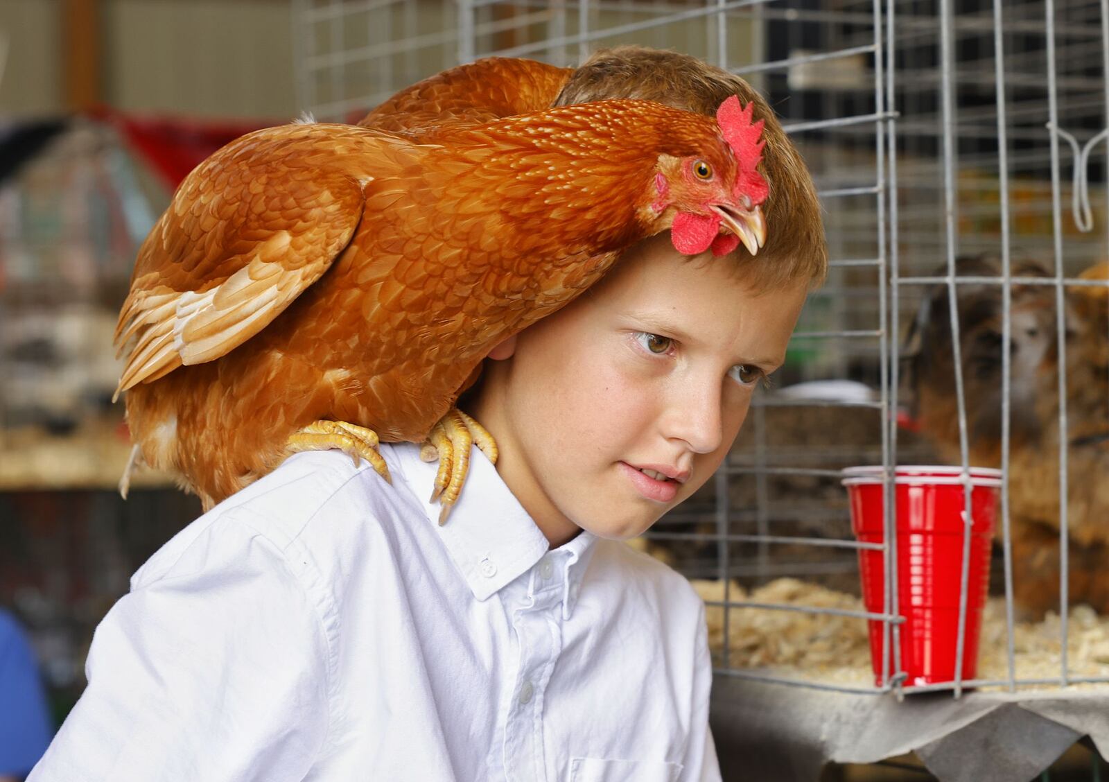 William Hilen, 11, carries his chicken, Ricky, on his shoulder during the Warren County Fair Wednesday, July 19, 2023 in Lebanon. NICK GRAHAM/STAFF