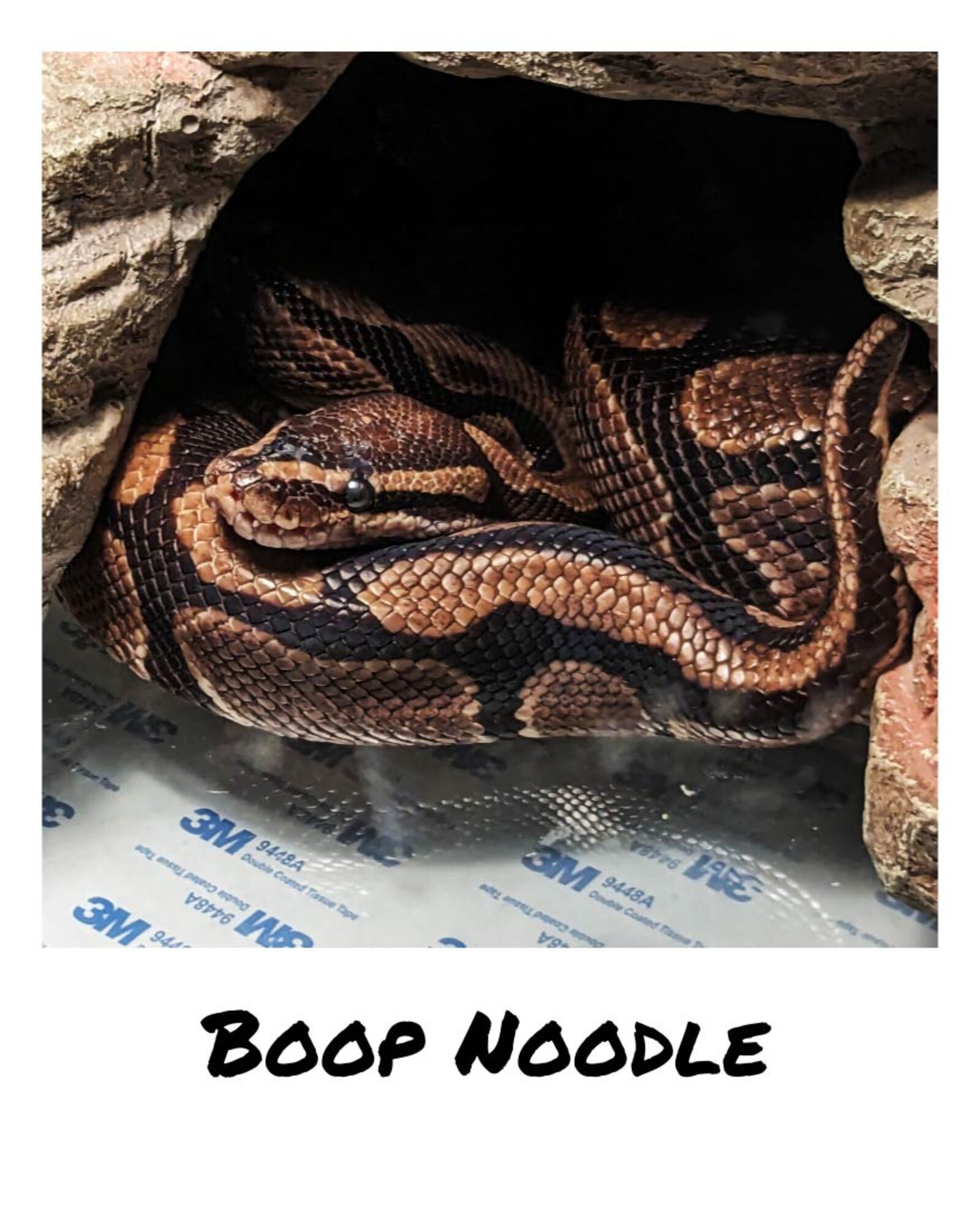 Boop Noodle, a snake from Liberty Township and finalist in the "Wacky Pet Names" Contest 2024